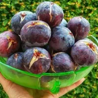 6 کیلو انجیر سیاه درشت طارم تازه کیلویی 140 تومن