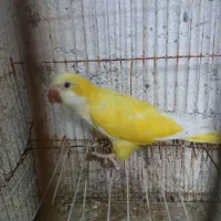 طوطی راهب زرد نربالغ و جوجه سرلاکی سبز ابی