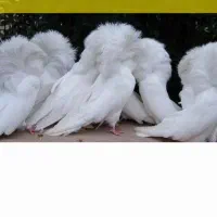 انواع کبوترهای تزیینی خ، ر، یدارم (کوچصفهان)