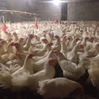 مرغ تخمگذار درجه یک باکیفیت بالا راندمان تخم بالا