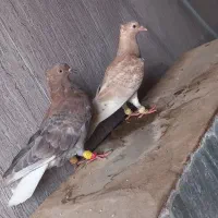 کبوتر کرم واتشی دمسفید