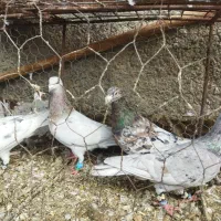 کبوتر شهرستان