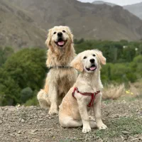 گلدن رتریور