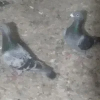 دوبر غریب دوتاش هم نر