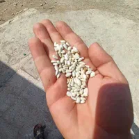 بذر گلرنگ اتم