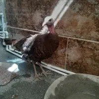 بوقلمون  ماده