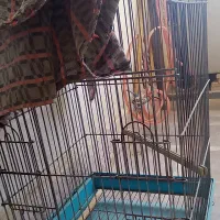 قفس بزرگ طوطی