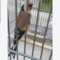 سهره نر درجه یک