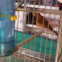 قناری دارچینی