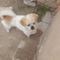 نژادپیکینیز اصیل خیلی باهوش جسوره به فروش میرسد