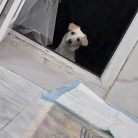 سگ ، واگذاری رایگان