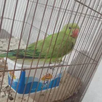 طوطی ملنگو
