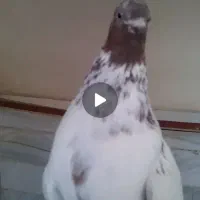 کبوتر دستی