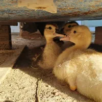 جوجه سیکا اسراییلی موسکویی