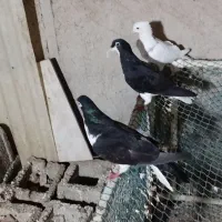 کبوترامیدیه