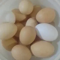 تخم مرغ محلی