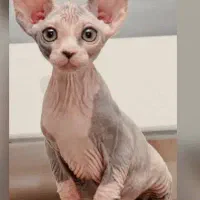 گربه اهلی خانگی