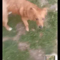 سگ روبای پامر