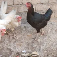 5تا مرغ فروشی معامله با دوچرخه