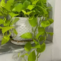 گل های طبیعی درشت