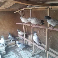 کبوتر تهرانی اصل ونصب دار