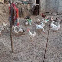 غاز و اردک محلی