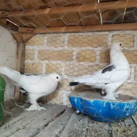 کفتر پاپری