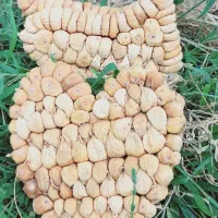 انجیر تازه