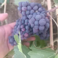 انگور یاقوتی درجه یک