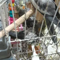 عروس هلندی|پرنده|نیشابور, سرآب کوشک|دیوار