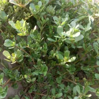 خرفه آبیاری با چاه موتور
