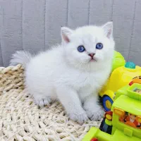 مجموعه )گربه های تمیز* گوگولی