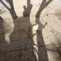 اردک خارجی بهمراه ۱۰ عدد جوجه