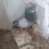 کفتر نر سبز آلمانی