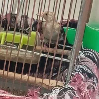 معاوضه جوجه سهره با عروس هلندی