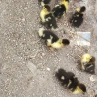 جوجه اردک اصل  اسرائیلی سالم و سرحال