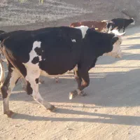 گاووگوساله