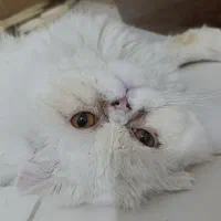 گربه پرشین نر برای جفت گیری