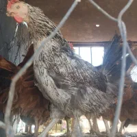 مرغ تخم گذار