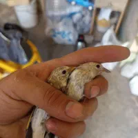 جوجه سهره