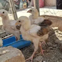جوجه لاری|حیوانات مزرعه|سمنان, |دیوار