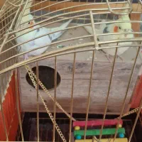 عروس هلندی