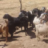 بز چاق کشتاری