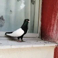 معاوضه سینه با ماده کله زرد یا سرخ کاکلی