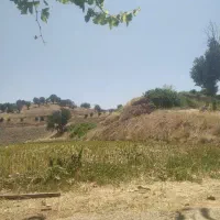 برنج چمپا