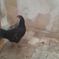 سلام مرغ مشکی تخم گذار