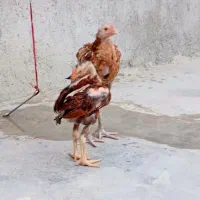 خروس