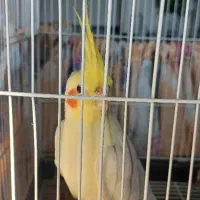 یک جفت عروس هلندی یا طوطی عروس معاوضه باانواع جوجه