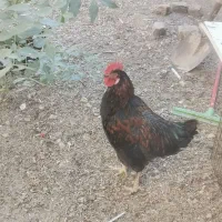 خروس ۶ماهه