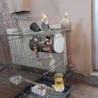 عروس هلندی